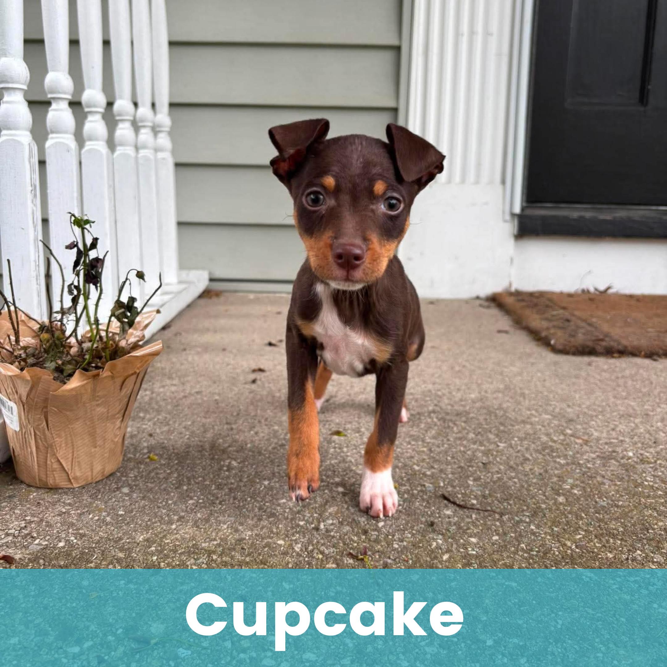Cupcake, ADOPTABLE, Puppy Female Mixed Breed.