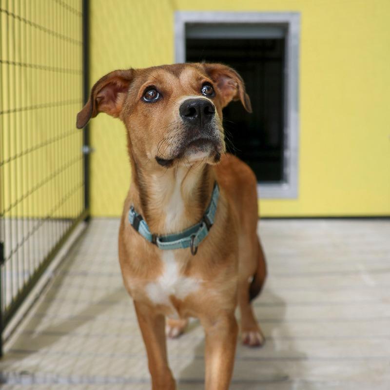 Macky, Adoptable, Puppy Male Mixed Breed.