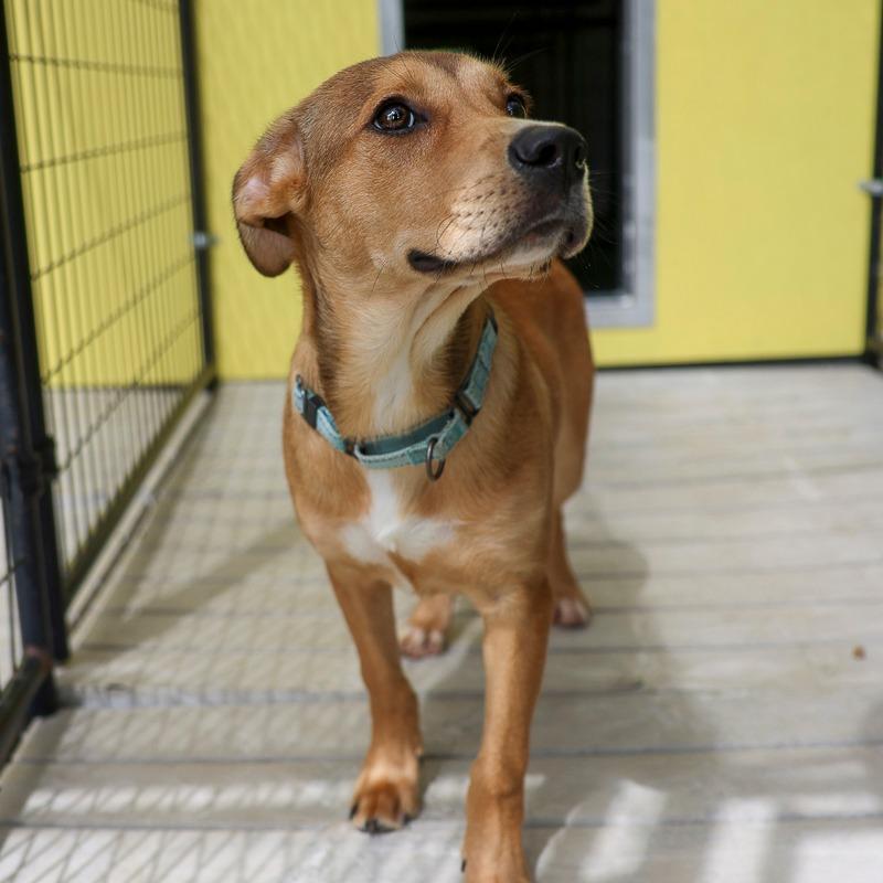 Enlarge Macky, a Adoptable Mixed Breed in Bradenton, FL image 2/2