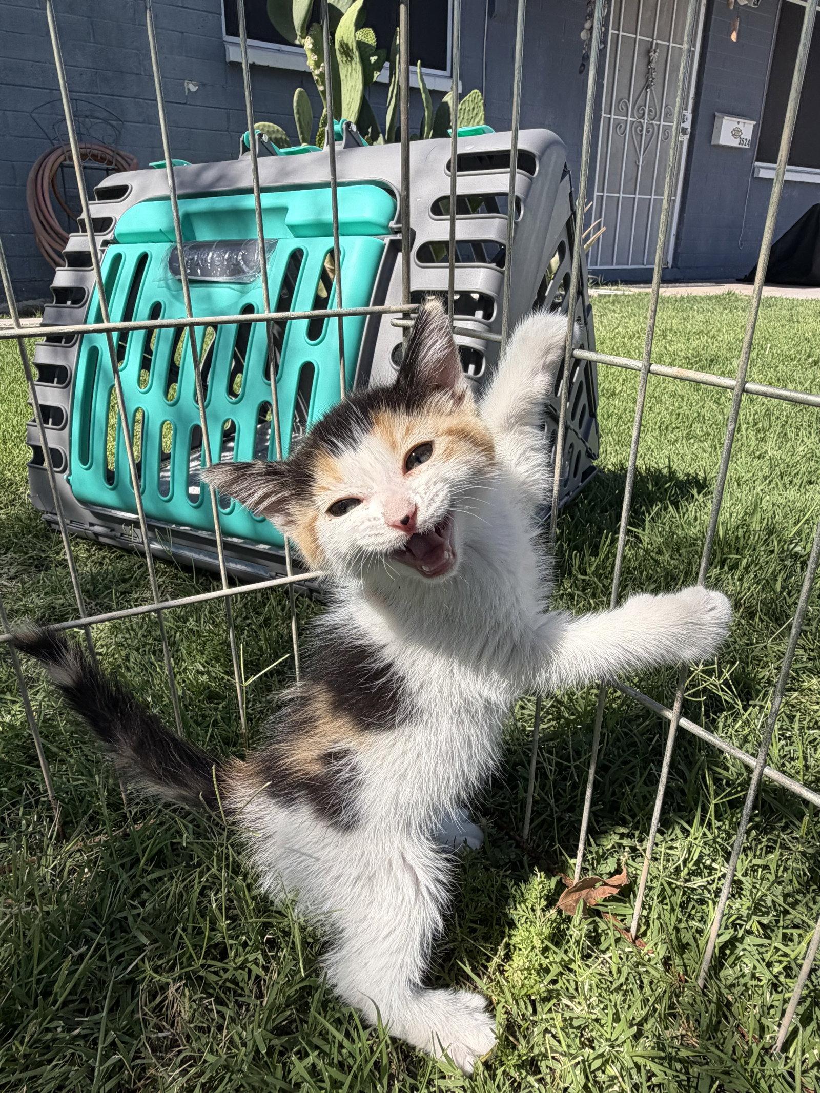 Pringle, Adoptable, Kitten Female Domestic Short Hair.