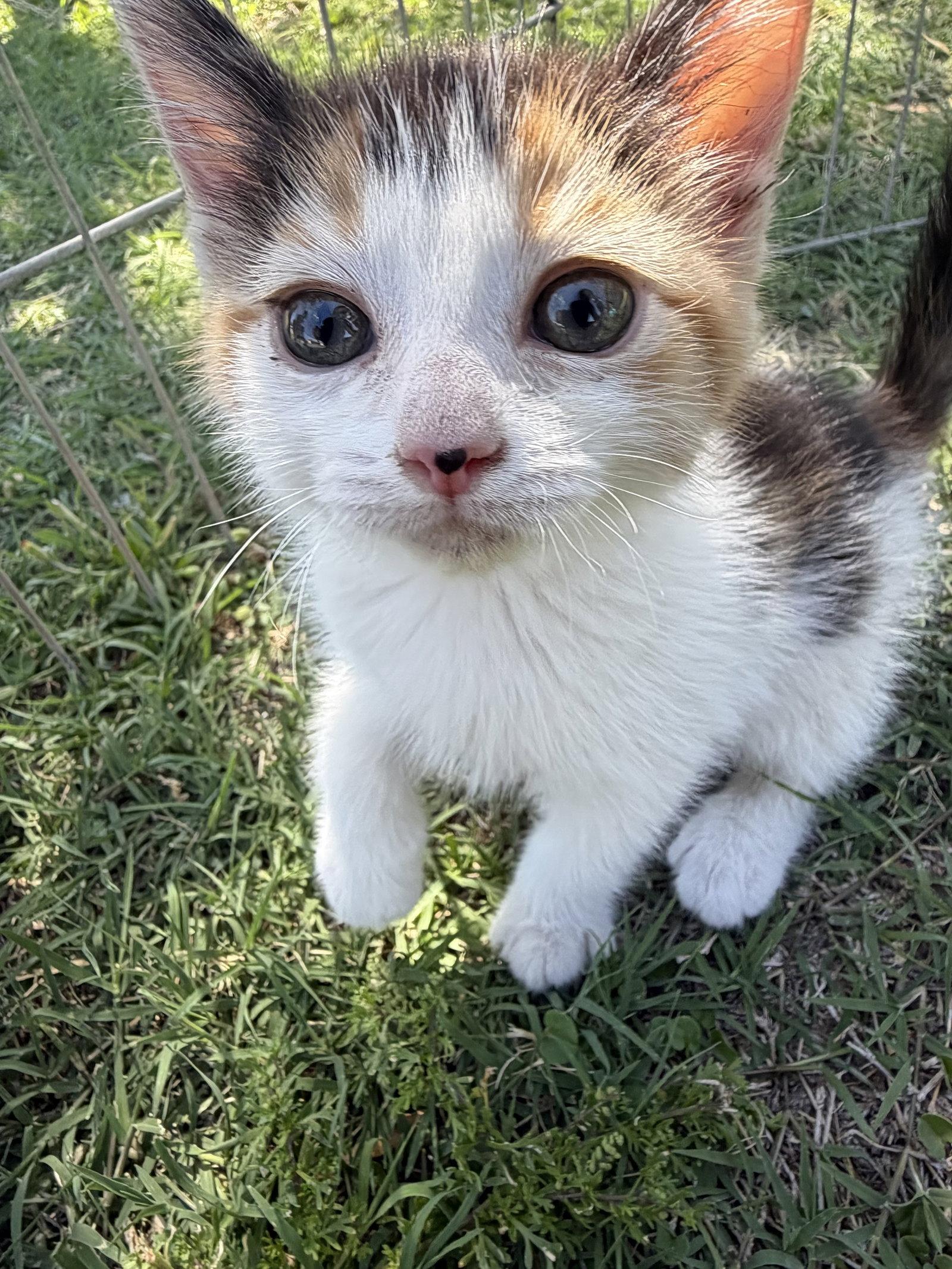 Enlarge Pringle, a Adoptable Domestic Short Hair in Queen Creek, AZ image 2/3