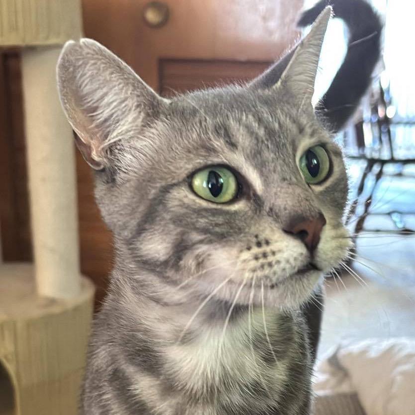 Eevee, a Adoptable Domestic Short Hair in Suisun City, CA image 1/4