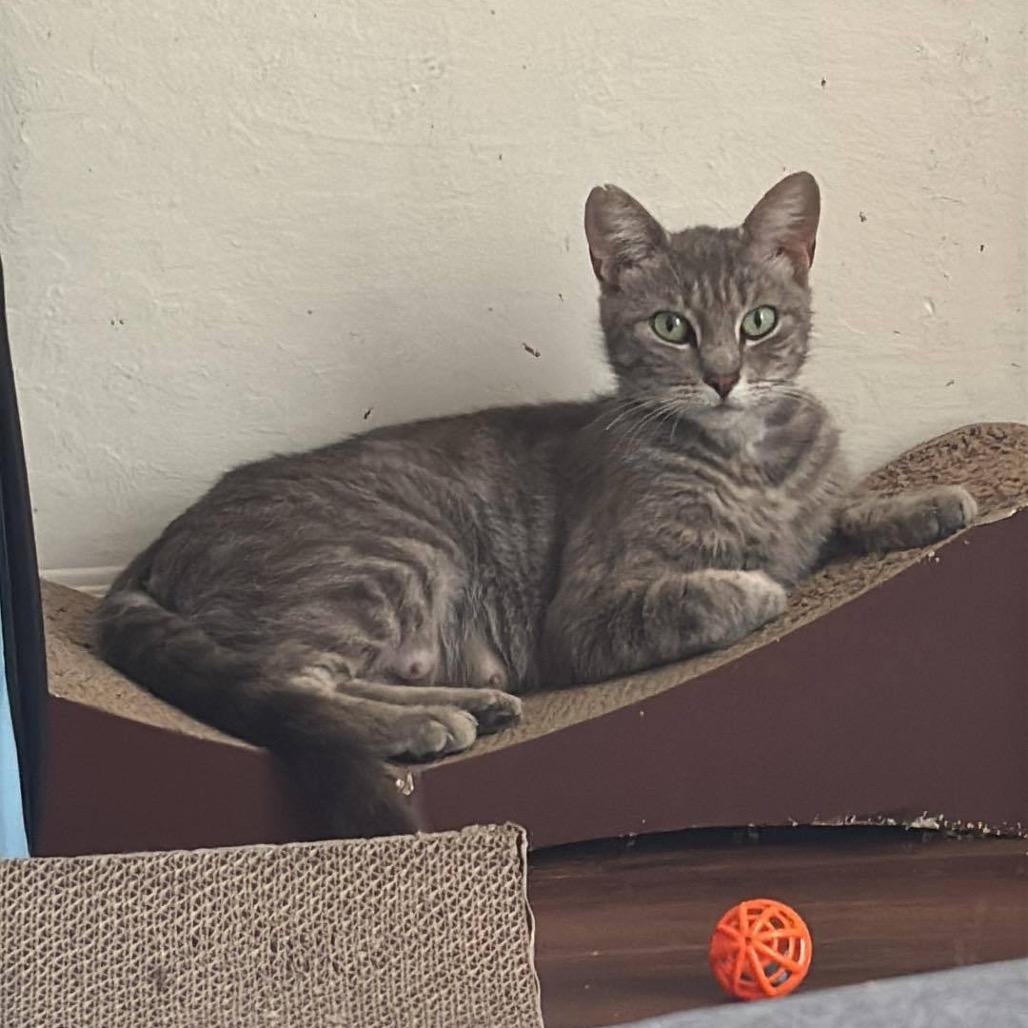 Eevee, a Adoptable Domestic Short Hair in Suisun City, CA image 2/4