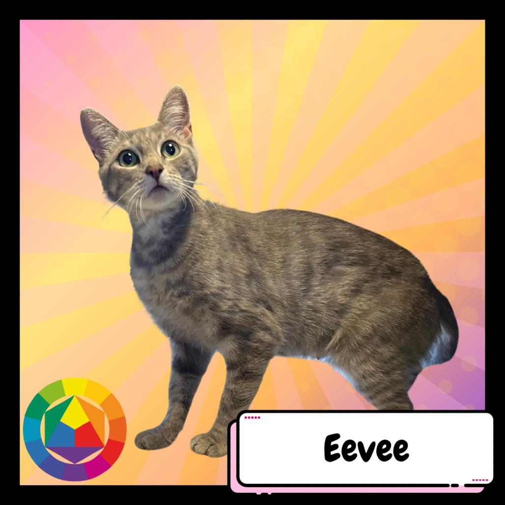 Eevee, a Adoptable Domestic Short Hair in Suisun City, CA image 3/4