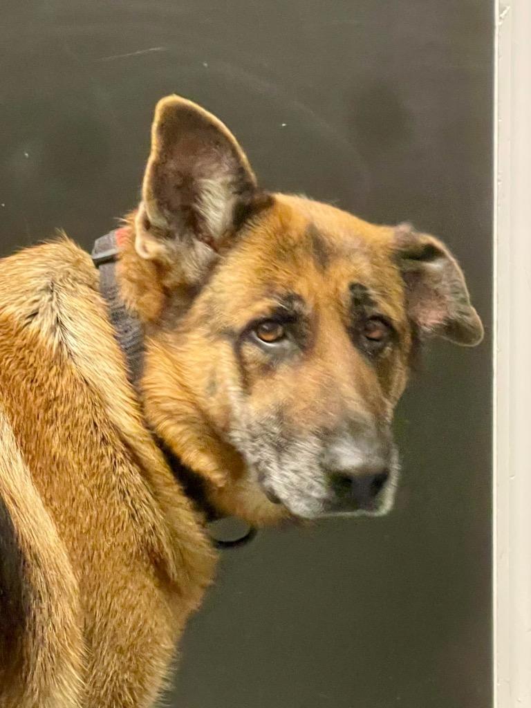 Marvel, Adoptable, Adult Female German Shepherd Dog.