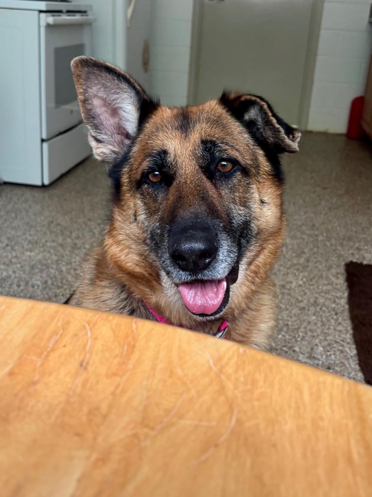 Marvel, a Adoptable German Shepherd Dog in Forsyth, GA image 4/4