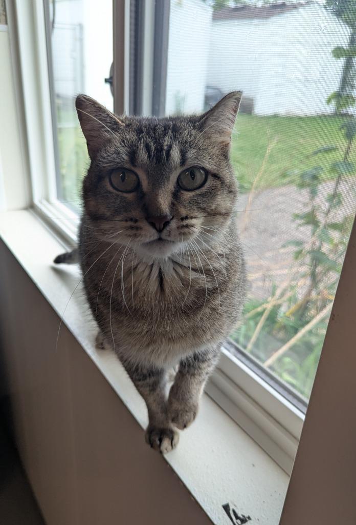 Brie, Adoptable, Young Female Domestic Short Hair.