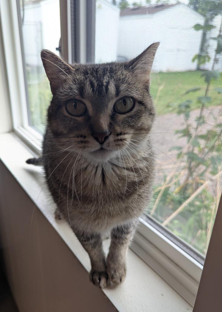 Enlarge Brie, a Adoptable mixed breed in Barron, WI image 5/6