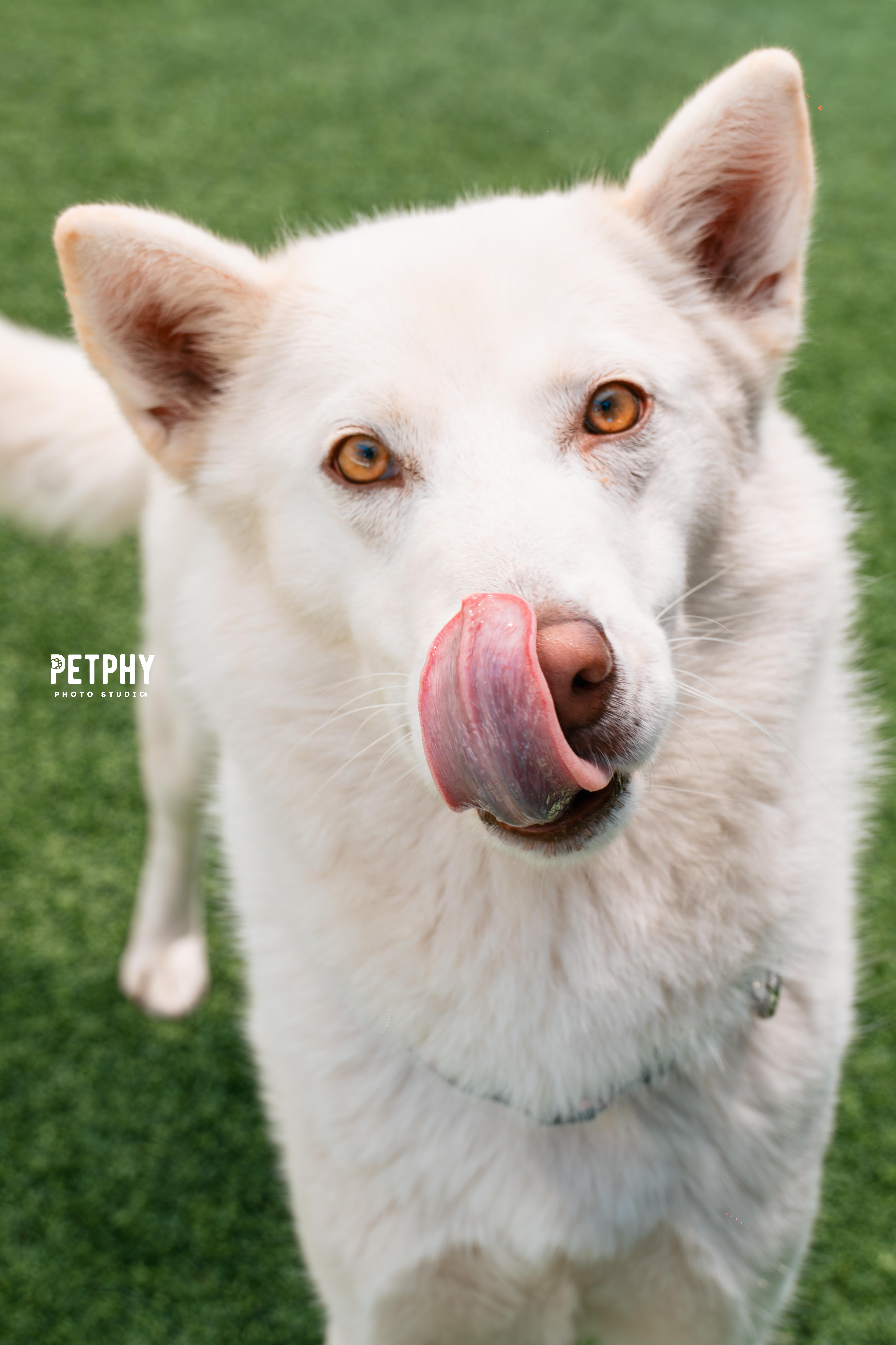 Enlarge Papaya, a Adoptable Husky in Coronado, CA image 4/6