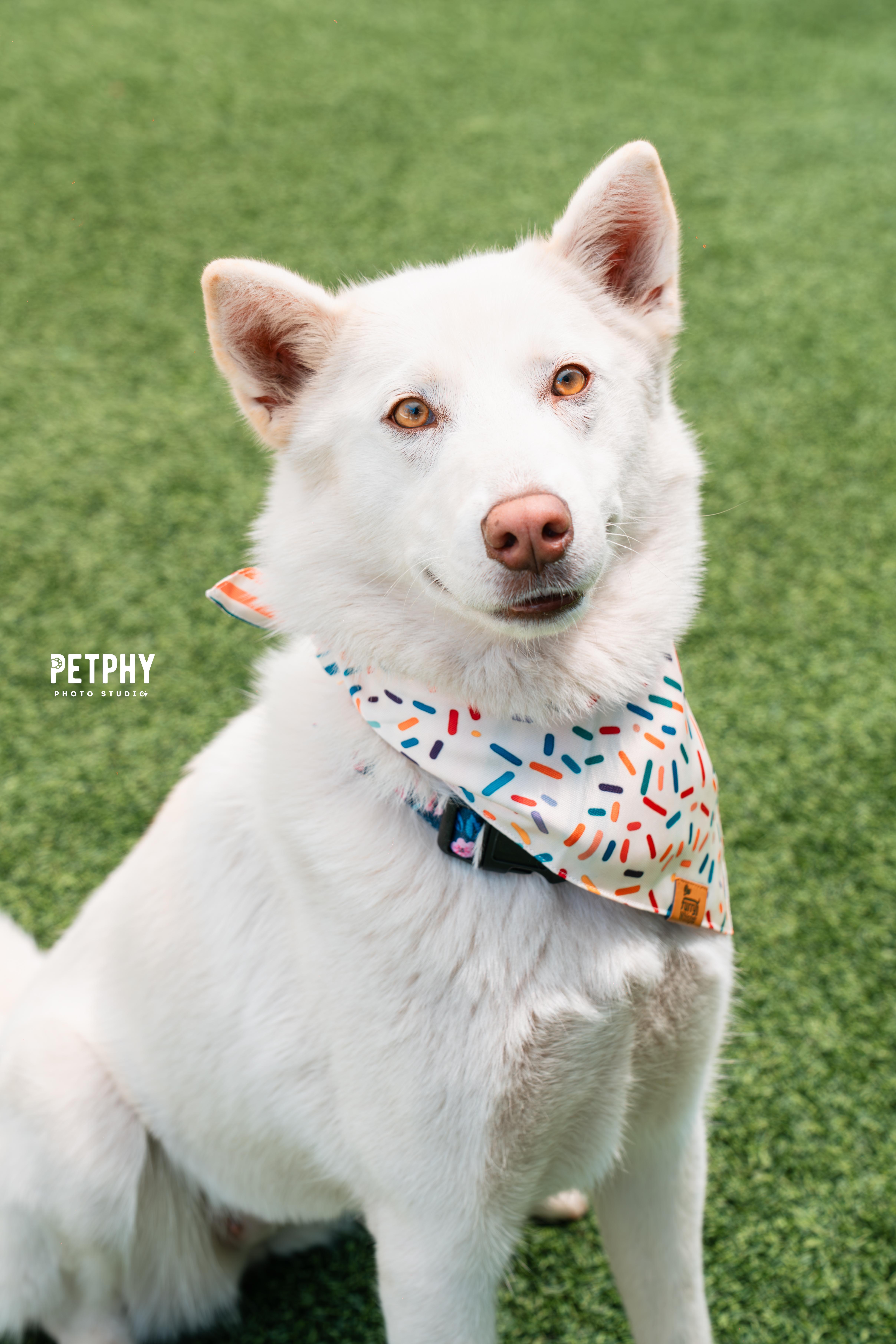 Papaya, Adoptable, Adult Female Husky.
