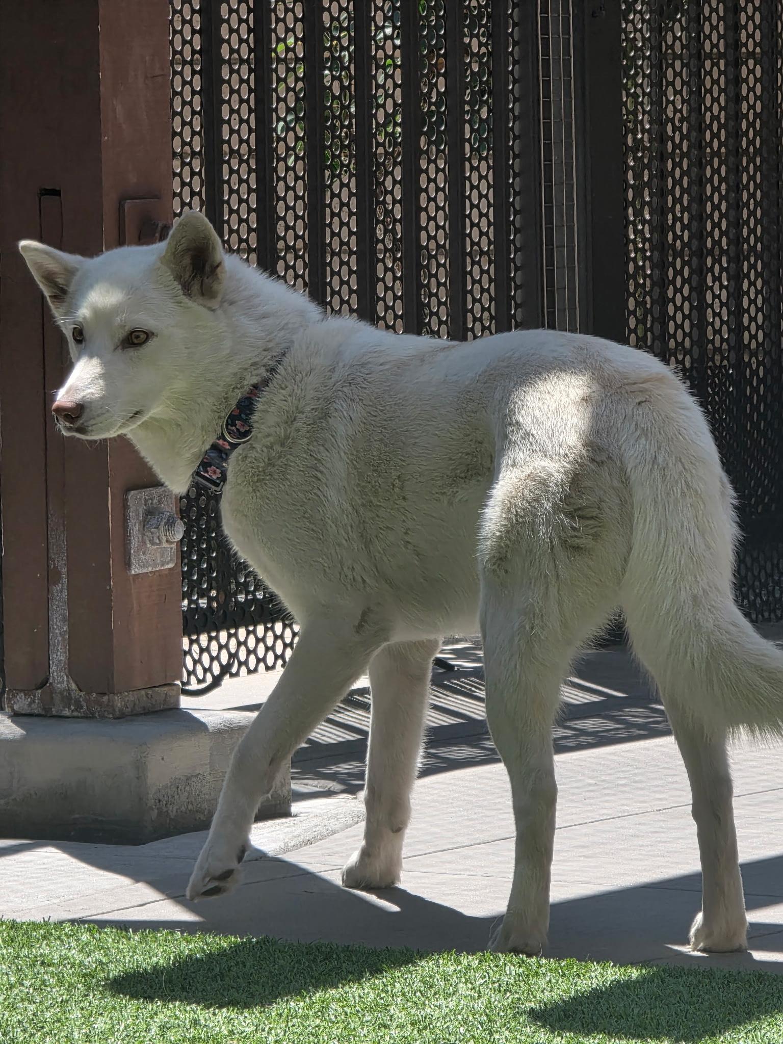 Enlarge Papaya, a Adoptable Husky in Coronado, CA image 5/6
