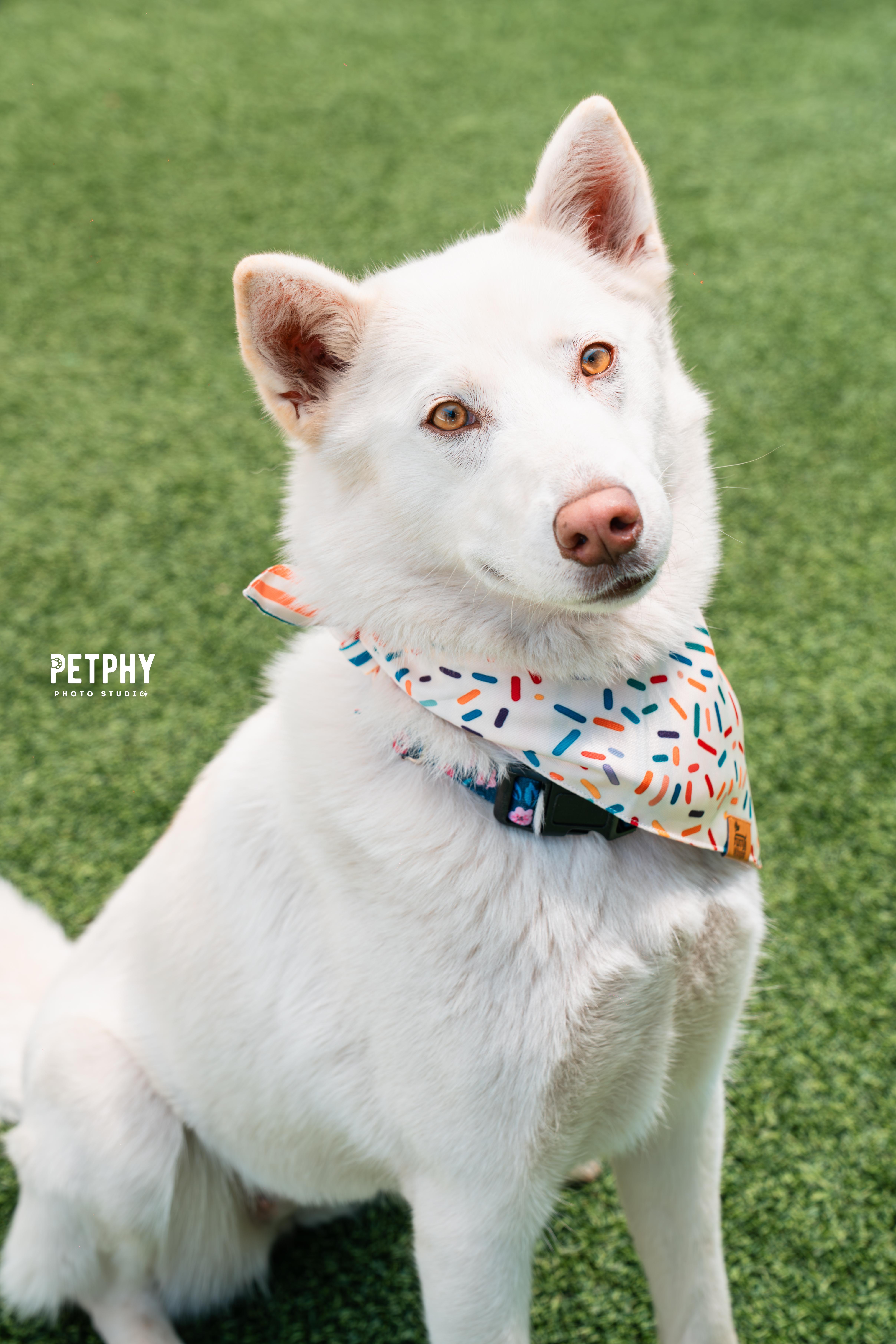 Enlarge Papaya, a Adoptable Husky in Coronado, CA image 2/6