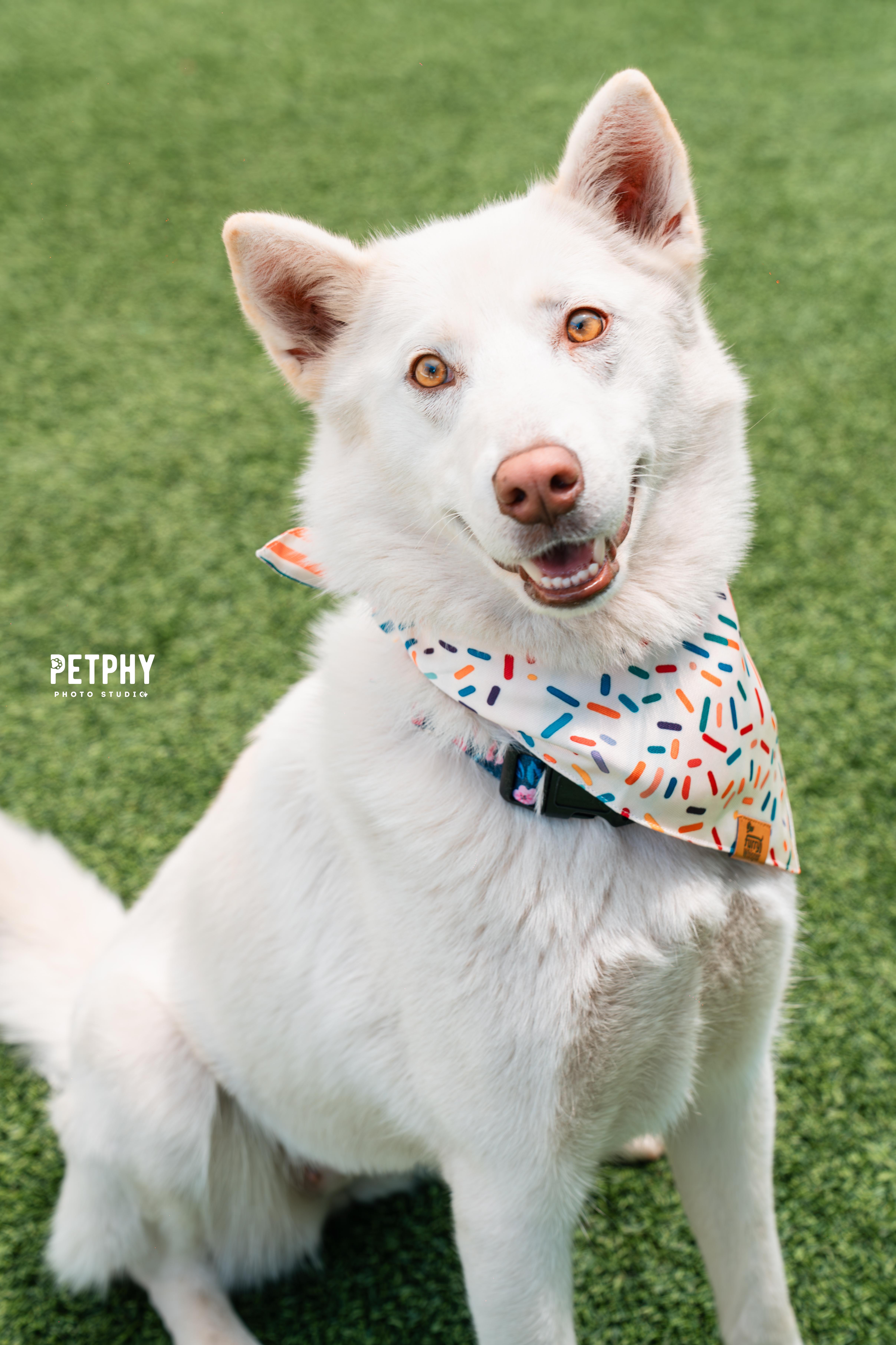 Enlarge Papaya, a Adoptable Husky in Coronado, CA image 3/6