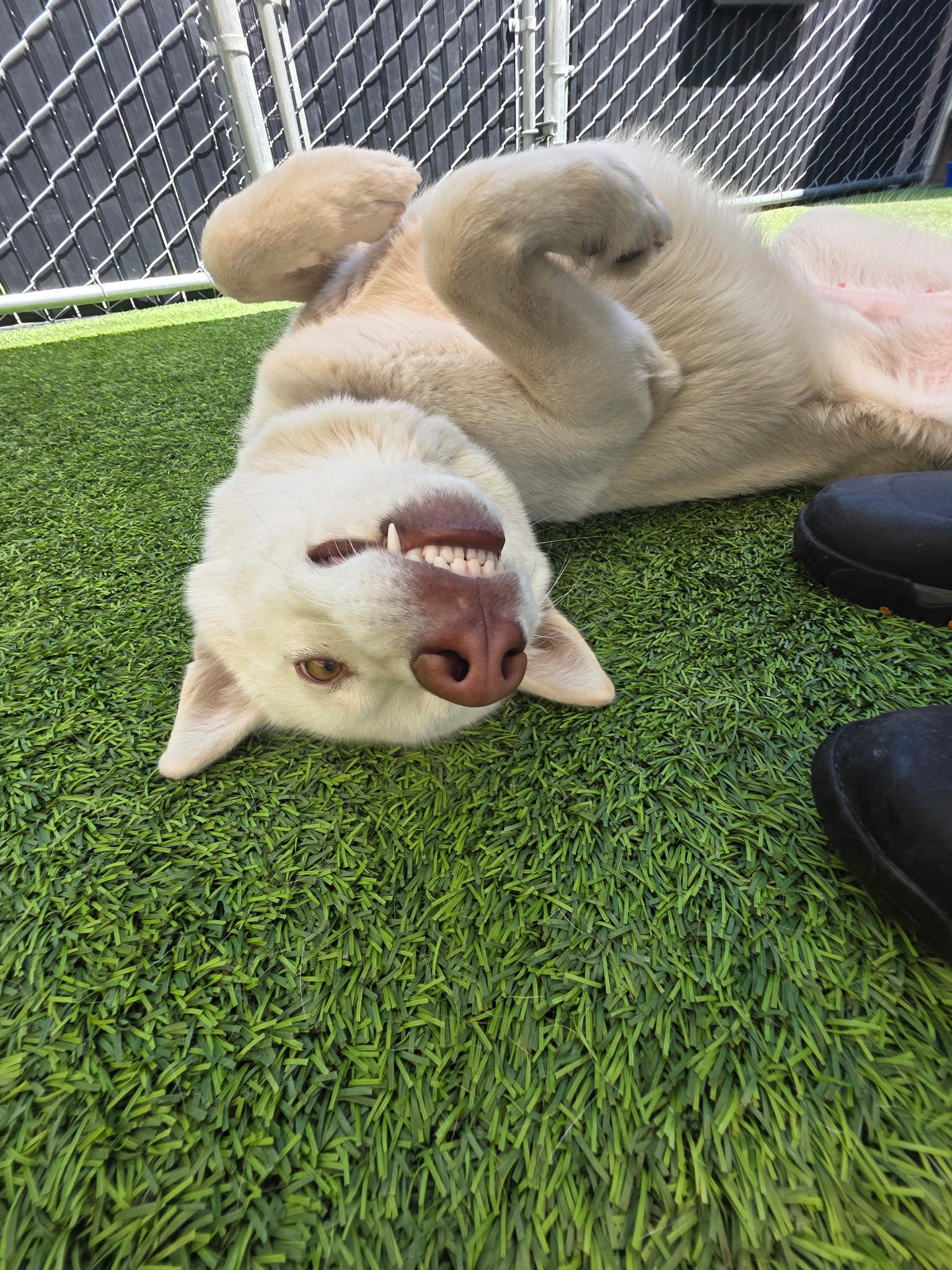 Enlarge Papaya, a Adoptable Husky in Coronado, CA image 6/6