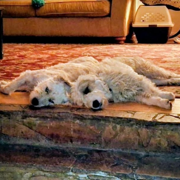 Otis & Woolfy, a ADOPTABLE mixed breed in Los Angeles, CA image 3/4