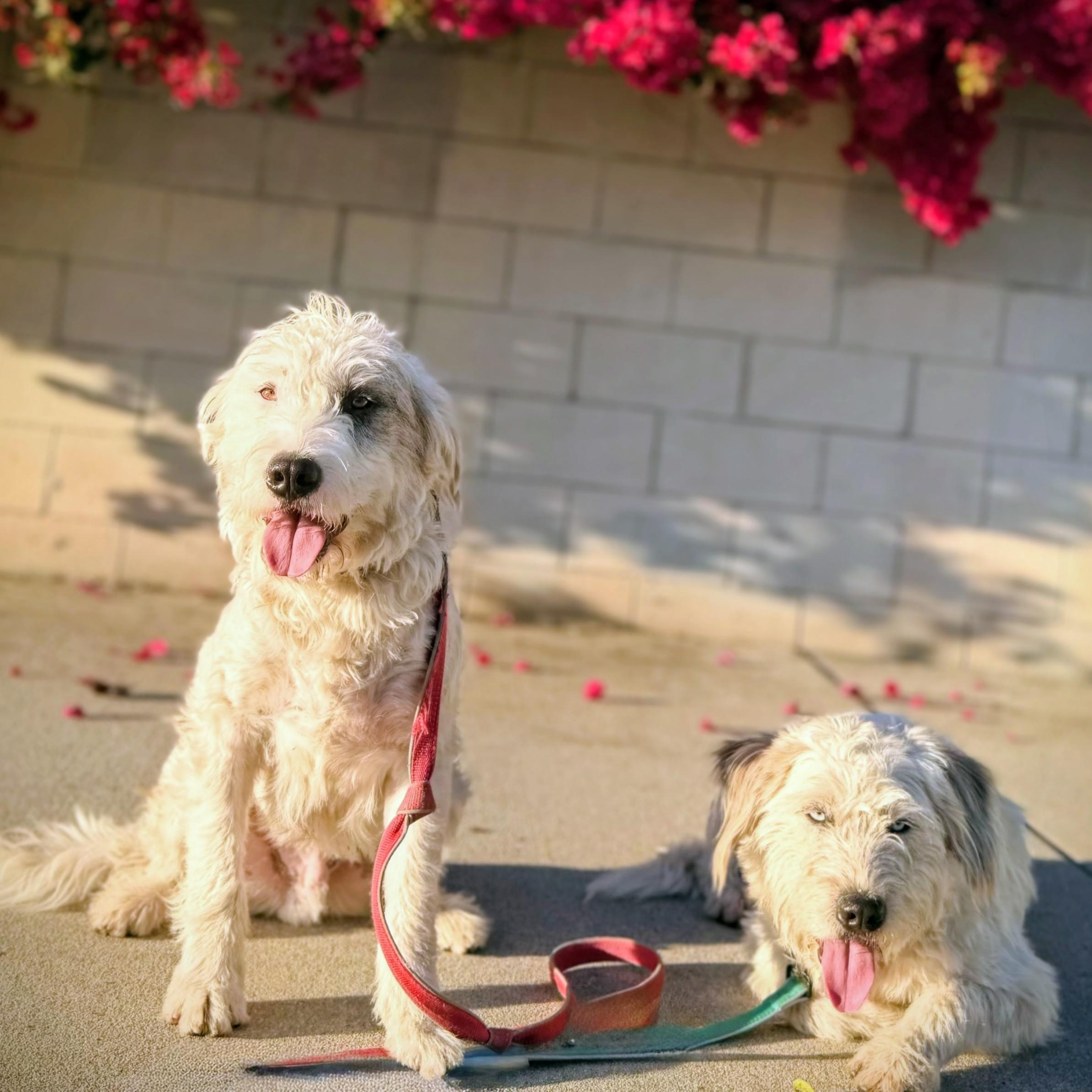 Otis & Woolfy, a ADOPTABLE mixed breed in Los Angeles, CA image 1/4