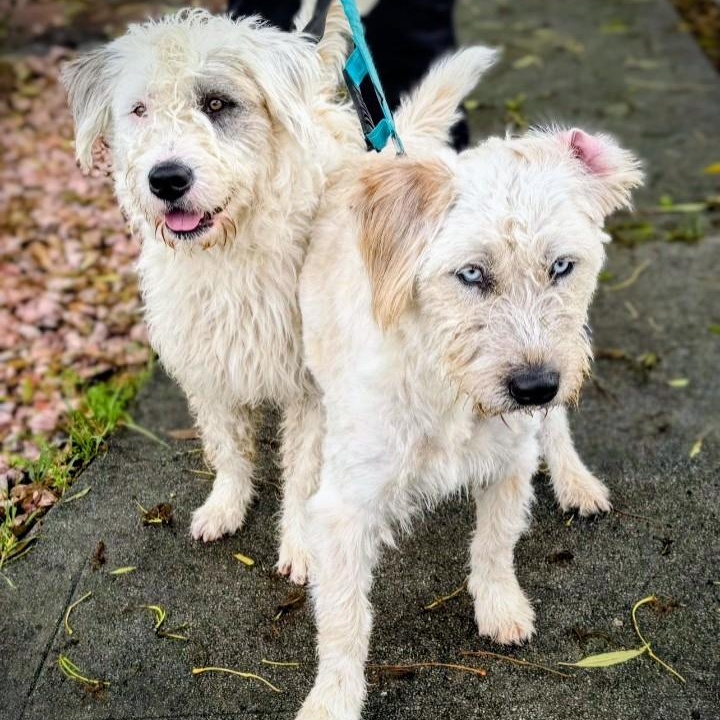 Otis & Woolfy, ADOPTABLE, Young Male Sheepadoodle.