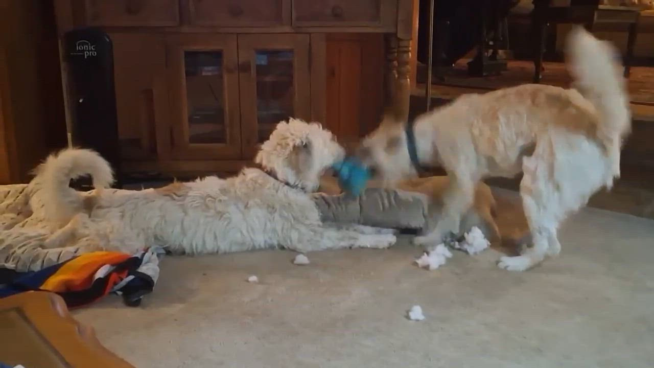 Enlarge Otis & Woolfy, a ADOPTABLE mixed breed in Los Angeles, CA video 4/4