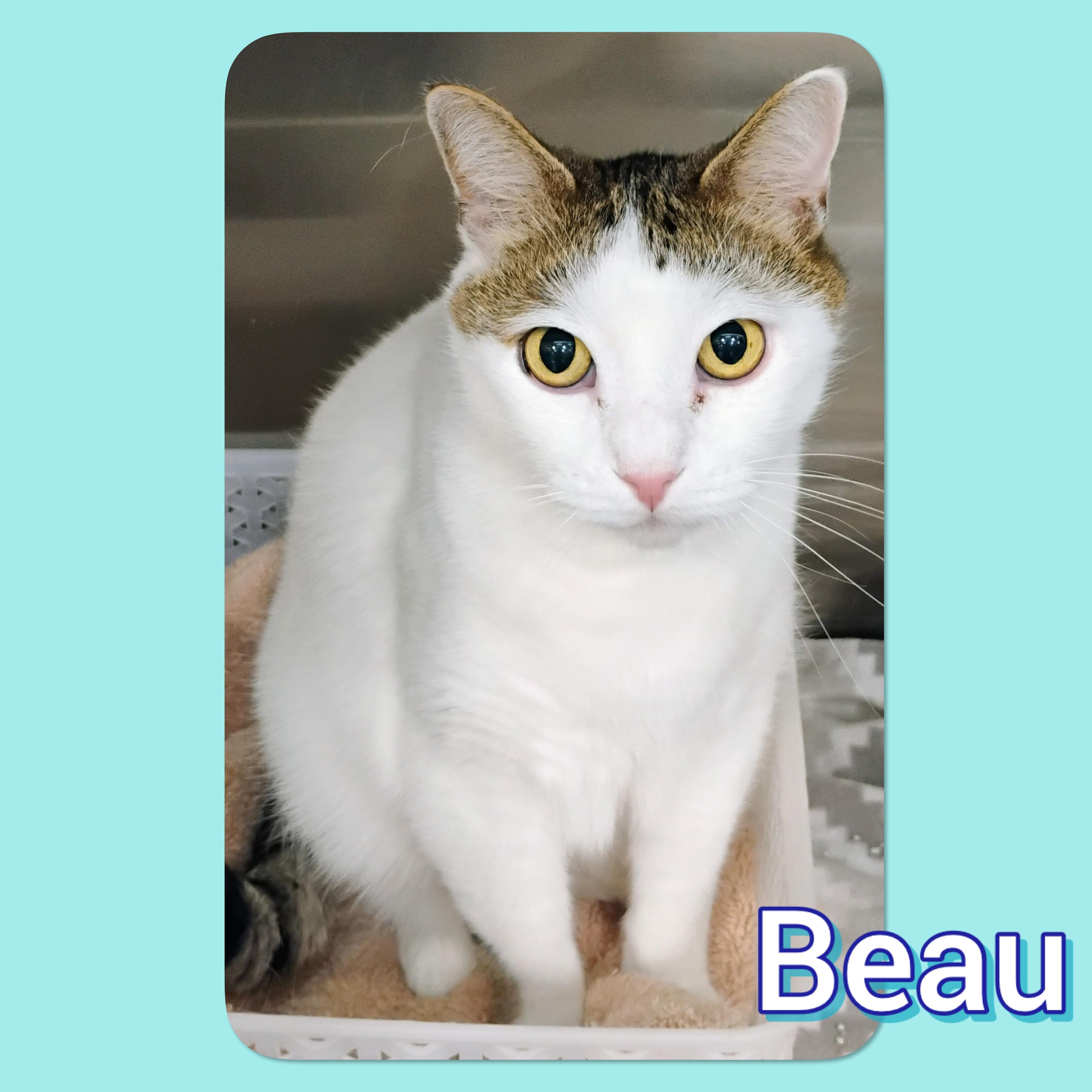 Enlarge Beau, a Adoptable Domestic Short Hair in Tucson, AZ image 1/1
