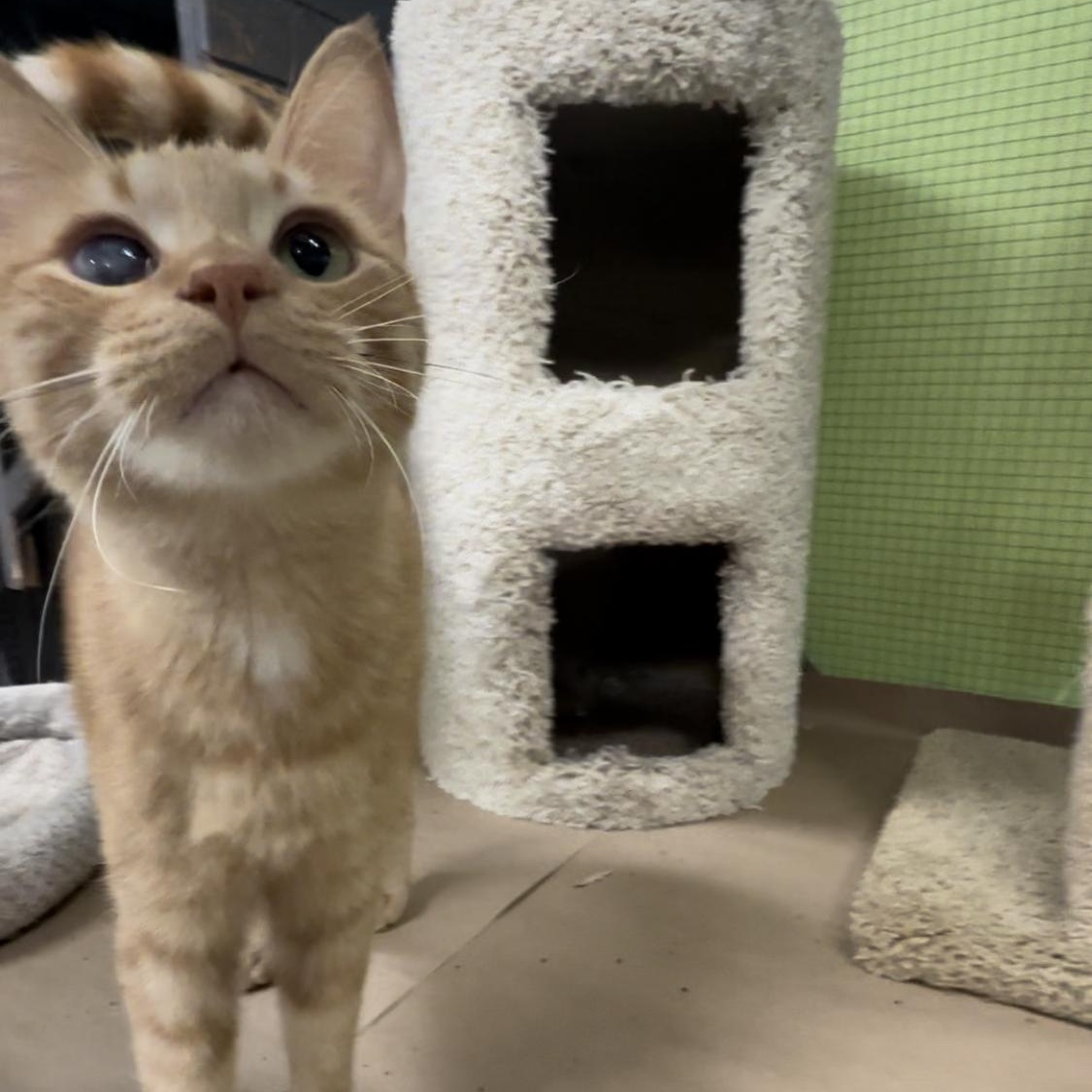 Enlarge Jim Bob, a Adoptable Tabby in Jackson, CA image 1/3