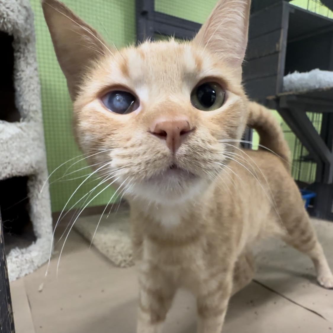 Enlarge Jim Bob, a Adoptable Tabby in Jackson, CA image 2/3