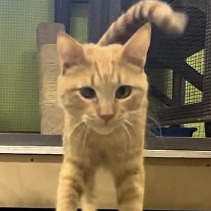 Enlarge Jim Bob, a Adoptable Tabby in Jackson, CA image 3/3