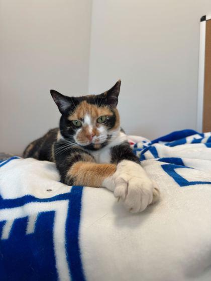 Lucy Furr, Adoptable, Young Female Domestic Short Hair & Domestic Short Hair.