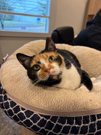 Enlarge Lucy Furr, a Adoptable Domestic Short Hair in Louisville, KY image 2/3