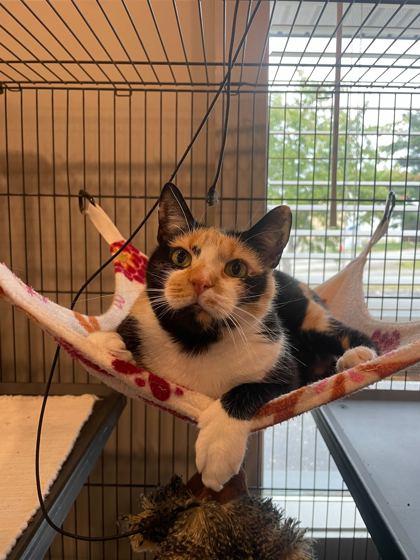 Enlarge Lucy Furr, a Adoptable Domestic Short Hair in Louisville, KY image 3/3