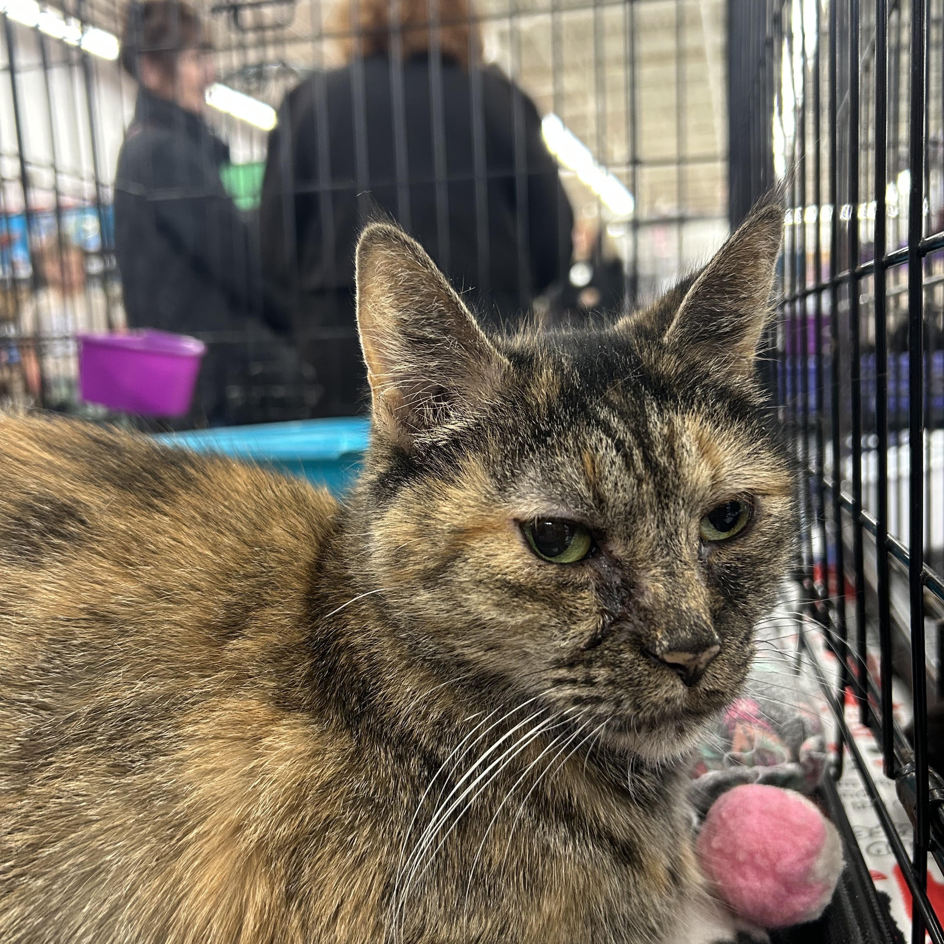 Myla( very petite), ADOPTABLE, Adult Female Domestic Short Hair & Tortoiseshell.