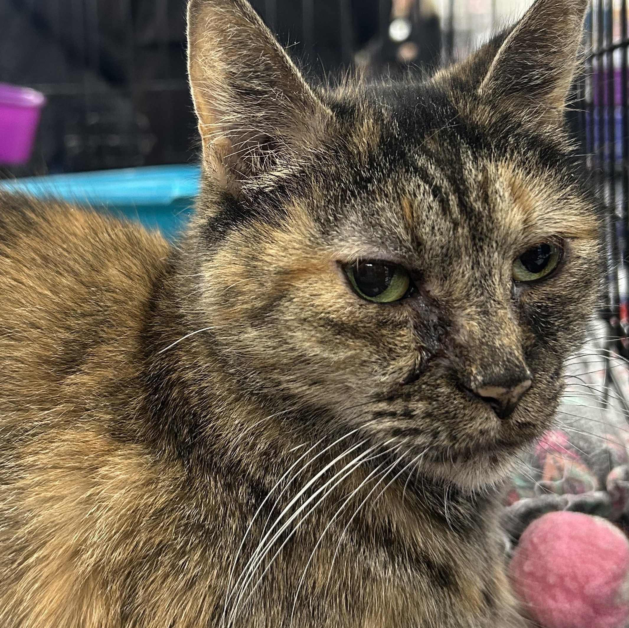 Enlarge Myla  (very petite and beautiful ), a ADOPTABLE mixed breed in Macomb, MI image 2/2