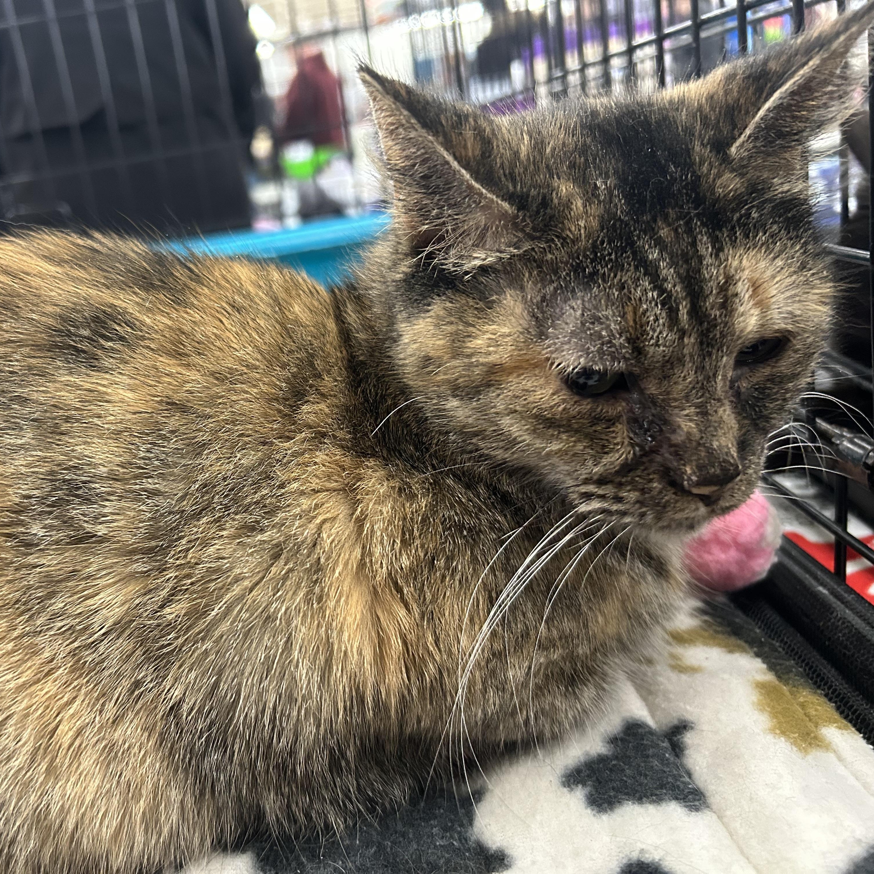 Myla  (very petite and beautiful ), ADOPTABLE, Adult Female Domestic Short Hair & Tortoiseshell.