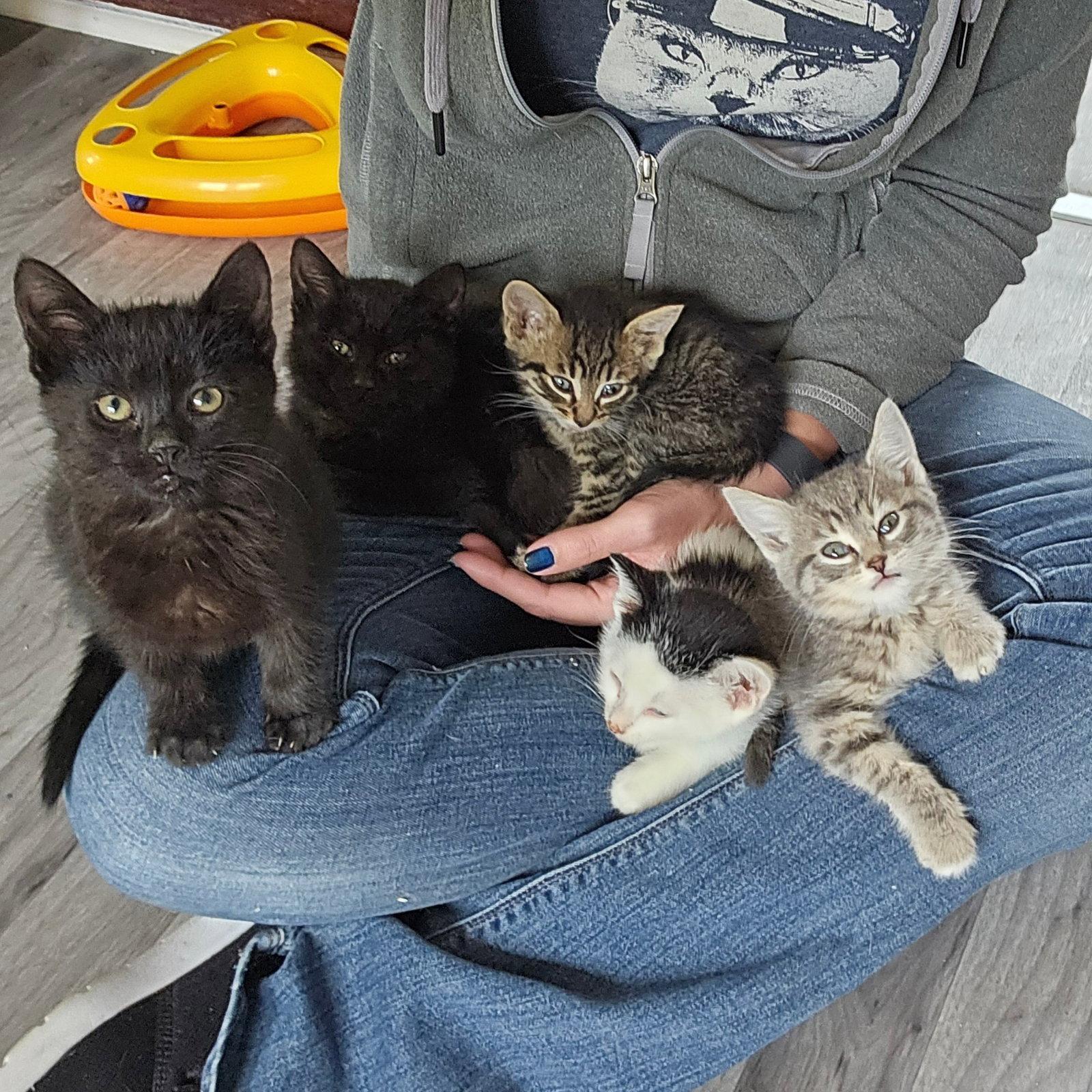 Enlarge Disco and kitten Friends, a Adoptable Tabby in Chicago, IL image 1/3