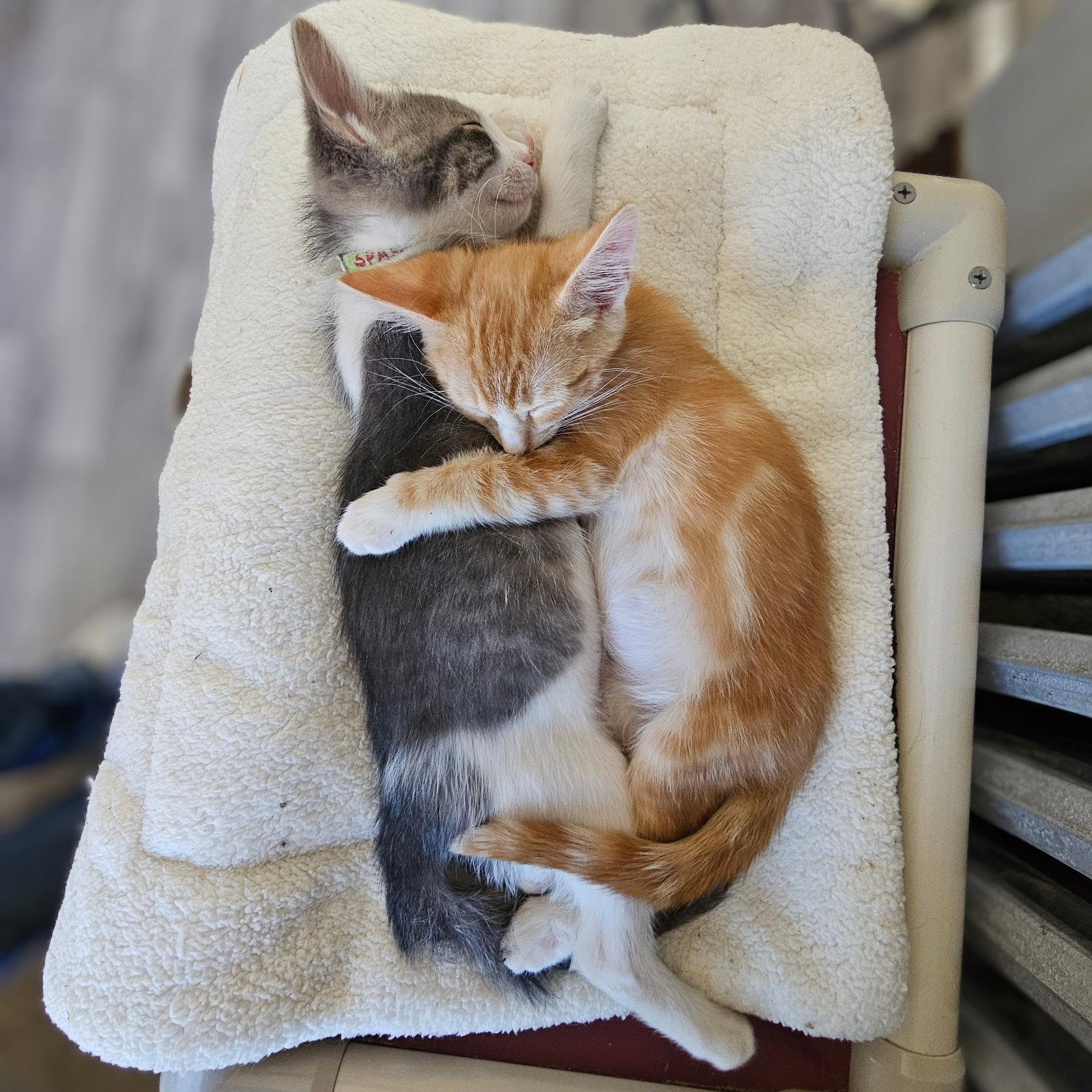 Enlarge Disco and kitten Friends, a Adoptable Tabby in Chicago, IL image 2/3