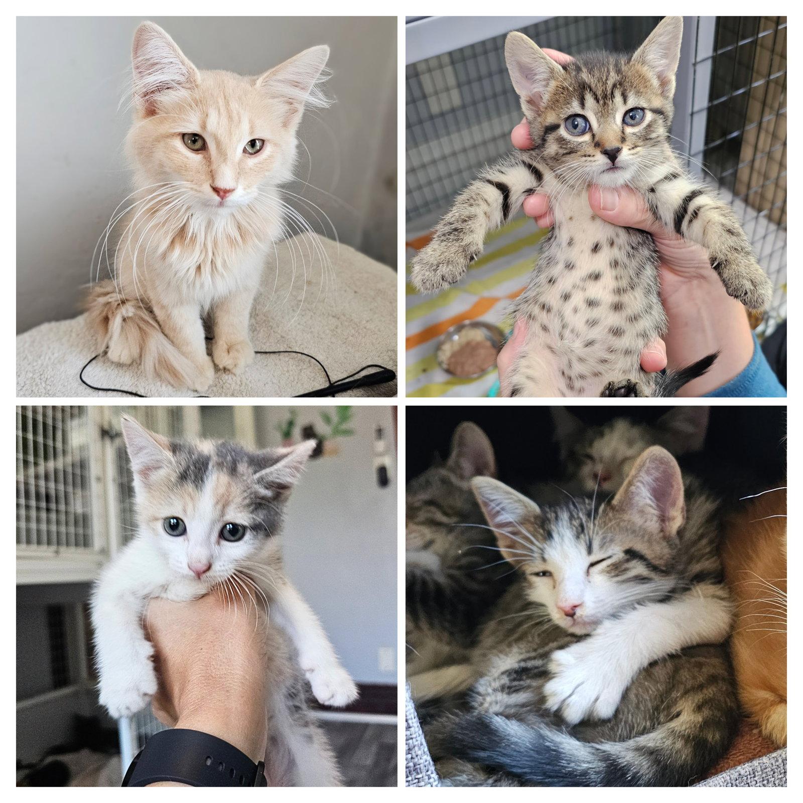Enlarge Disco and kitten Friends, a Adoptable Tabby in Chicago, IL image 3/3