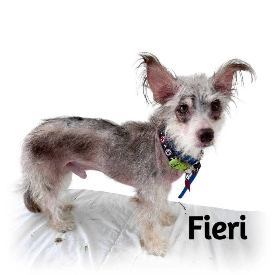 Fieri