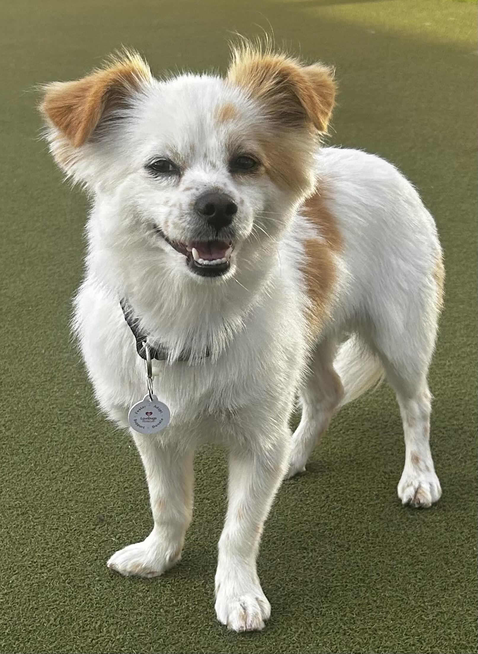 Pepe, an adopted mixed breed in Corona Del Mar, CA image 2/4