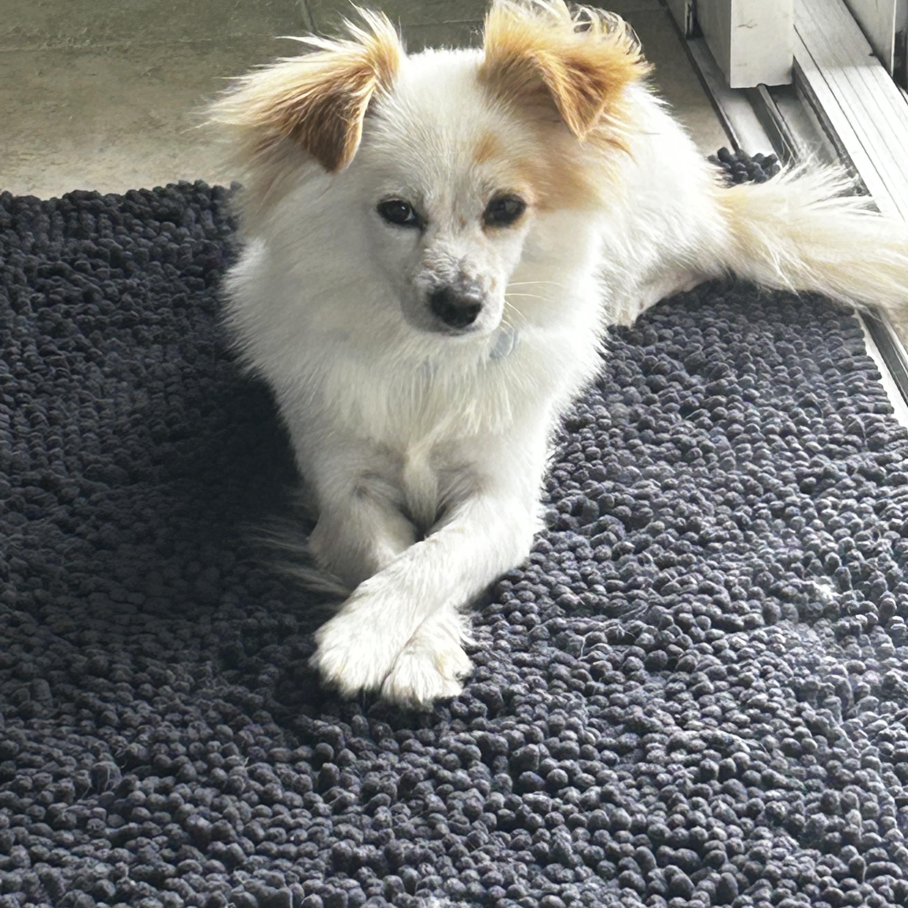 Pepe, an adopted mixed breed in Corona Del Mar, CA image 4/4