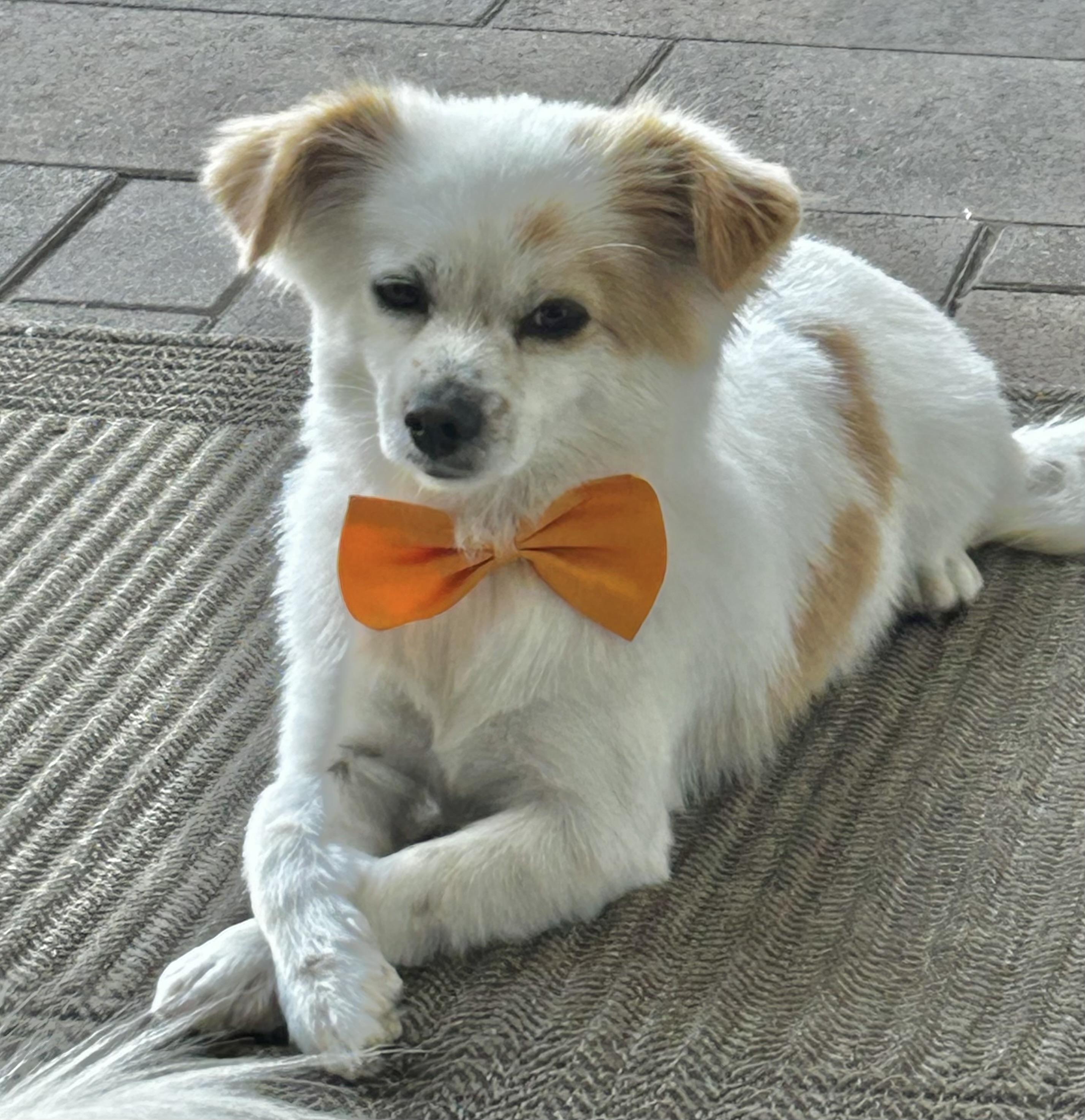Pepe, adopted, Young Male Papillon & Chihuahua.