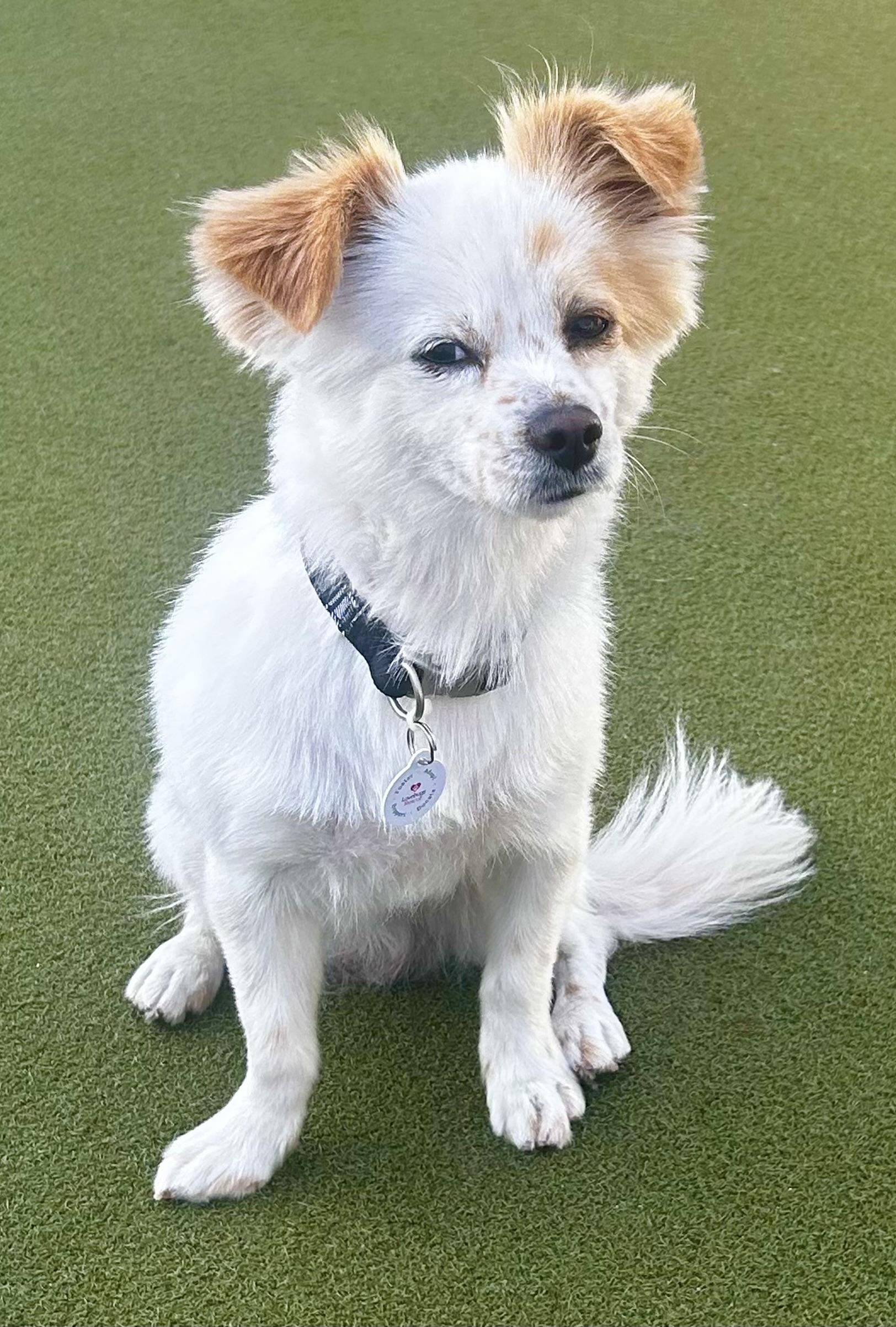 Pepe, an adopted mixed breed in Corona Del Mar, CA image 3/4
