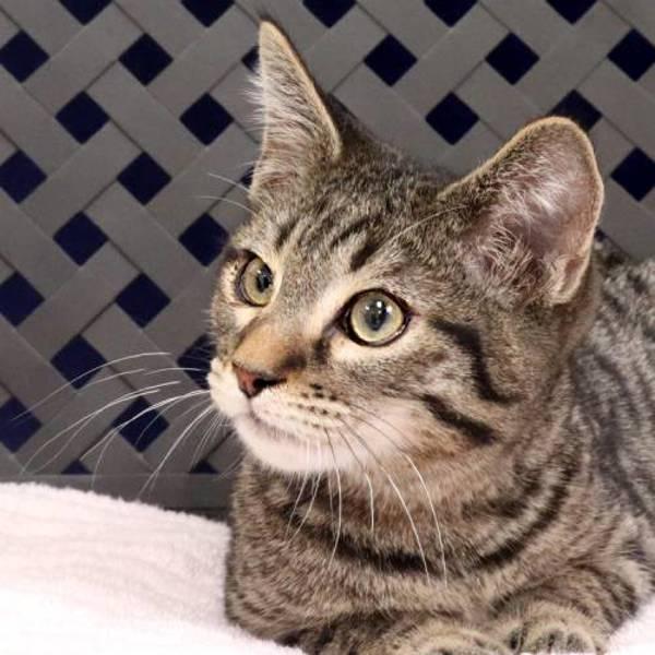 Calvin, Adoptable, Kitten Male Domestic Medium Hair.