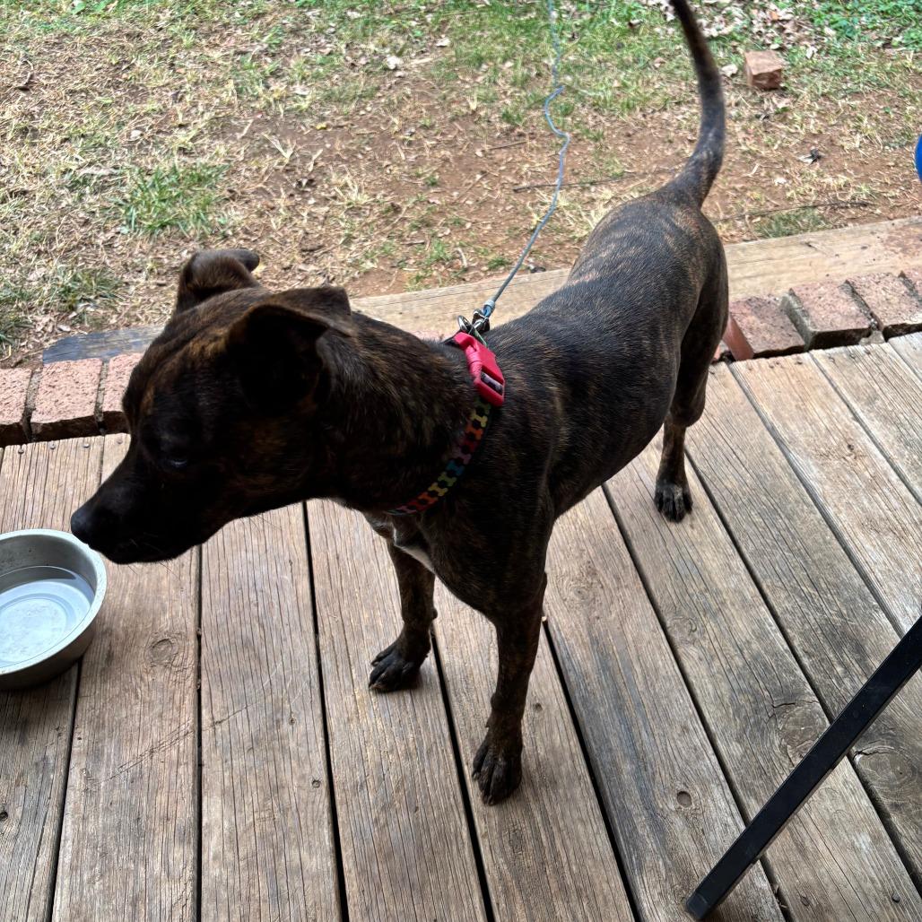 Enlarge Brownie, a Adoptable Pit Bull Terrier in Lynchburg, VA image 1/3