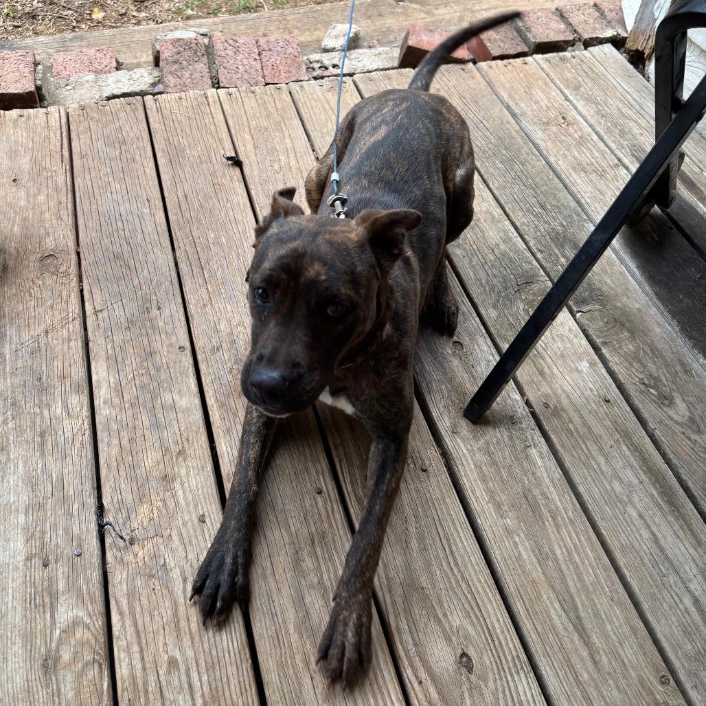 Enlarge Brownie, a Adoptable Pit Bull Terrier in Lynchburg, VA image 2/3