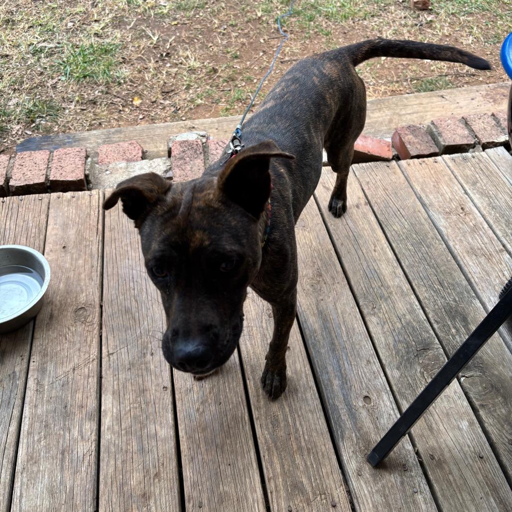 Enlarge Brownie, a Adoptable Pit Bull Terrier in Lynchburg, VA image 3/3