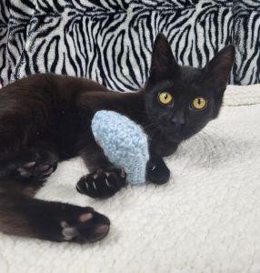 Enlarge Earl, a ADOPTABLE Domestic Short Hair in Bucyrus, OH image 1/3