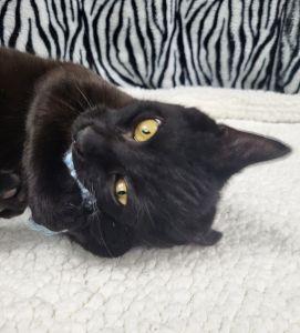 Enlarge Earl, a ADOPTABLE Domestic Short Hair in Bucyrus, OH image 2/3