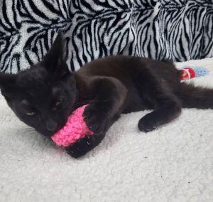 Enlarge Earl, a ADOPTABLE Domestic Short Hair in Bucyrus, OH image 3/3