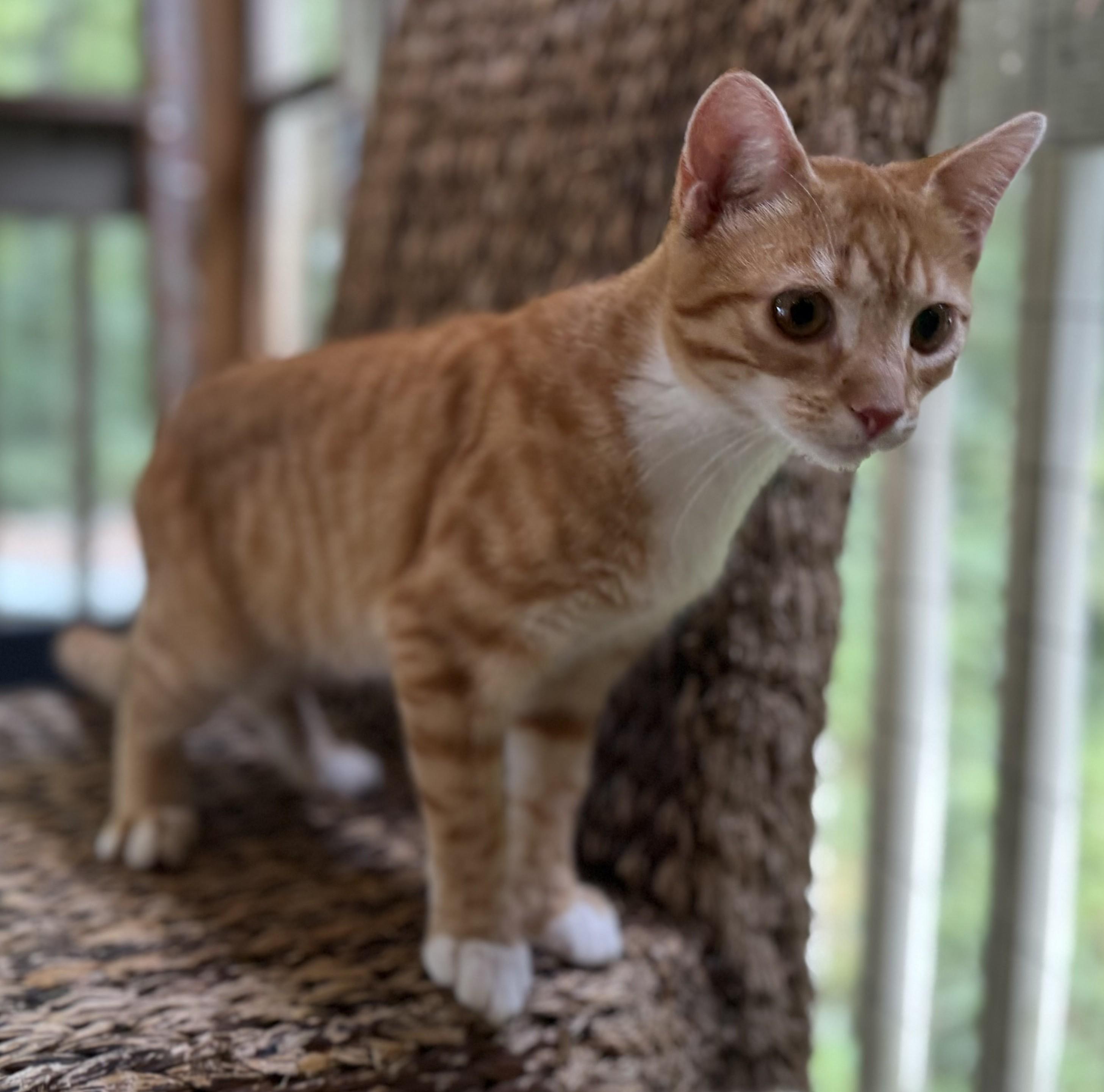 CHLOE, an adopted Domestic Short Hair in Spotsylvania, VA image 3/3