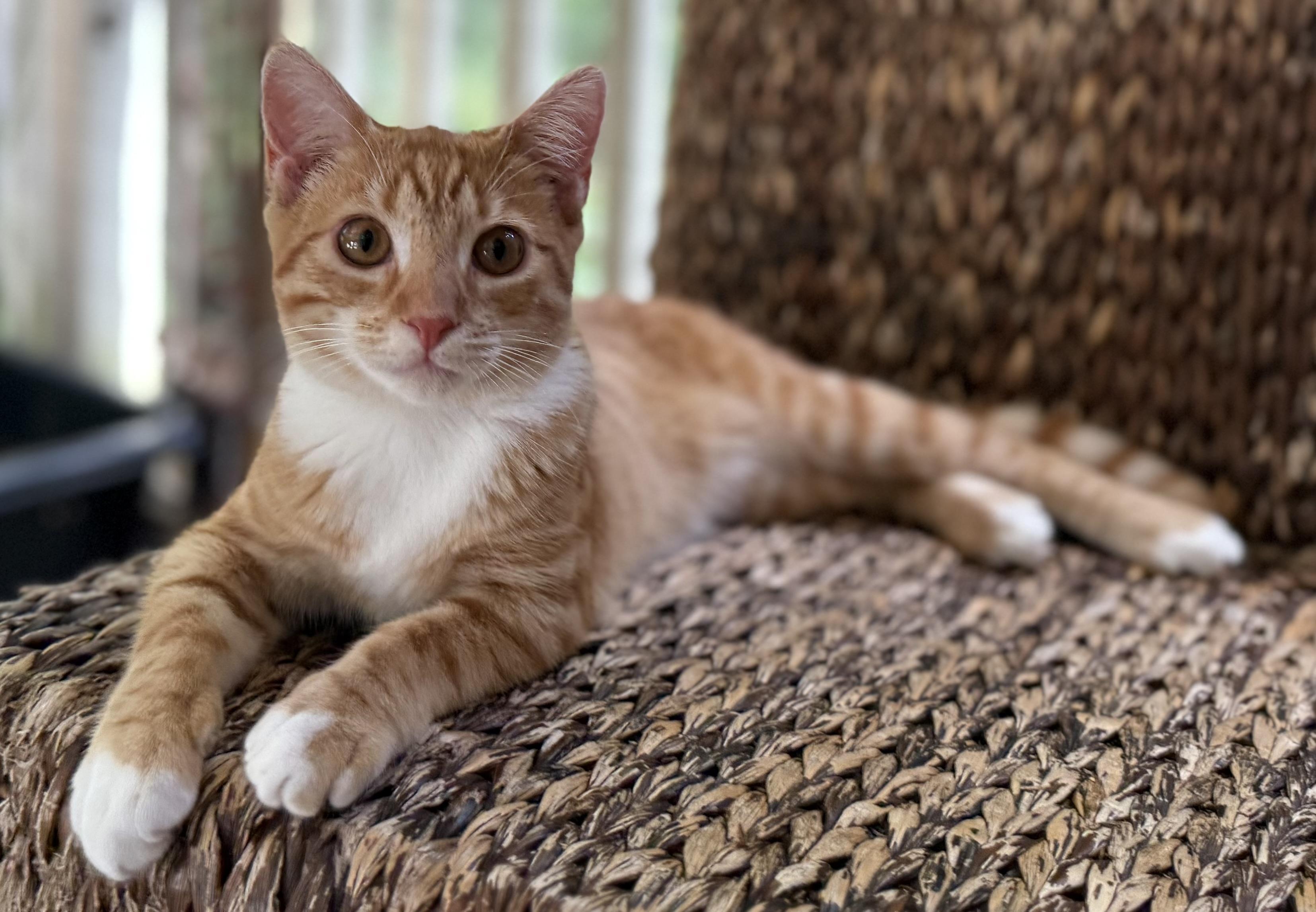 CHLOE, adopted, Kitten Female Domestic Short Hair.