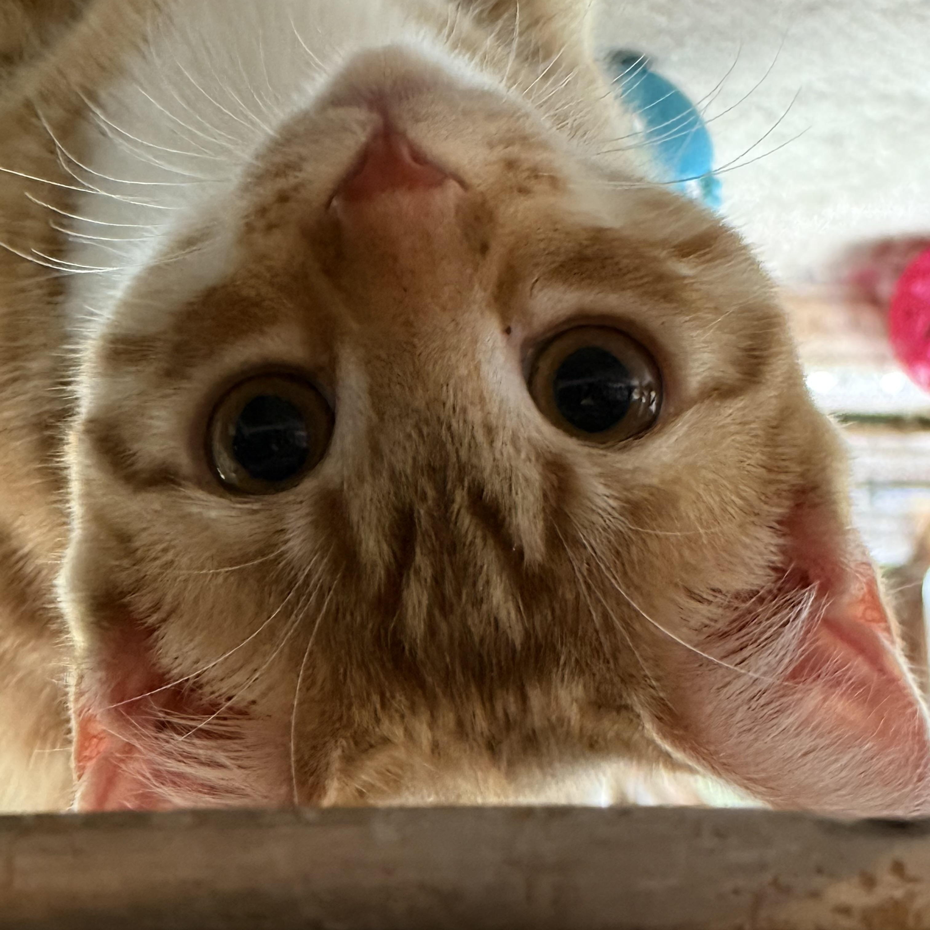 CHLOE, an adopted Domestic Short Hair in Spotsylvania, VA image 2/3